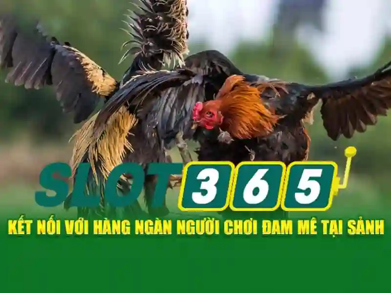 Sản phẩm Slot365 free