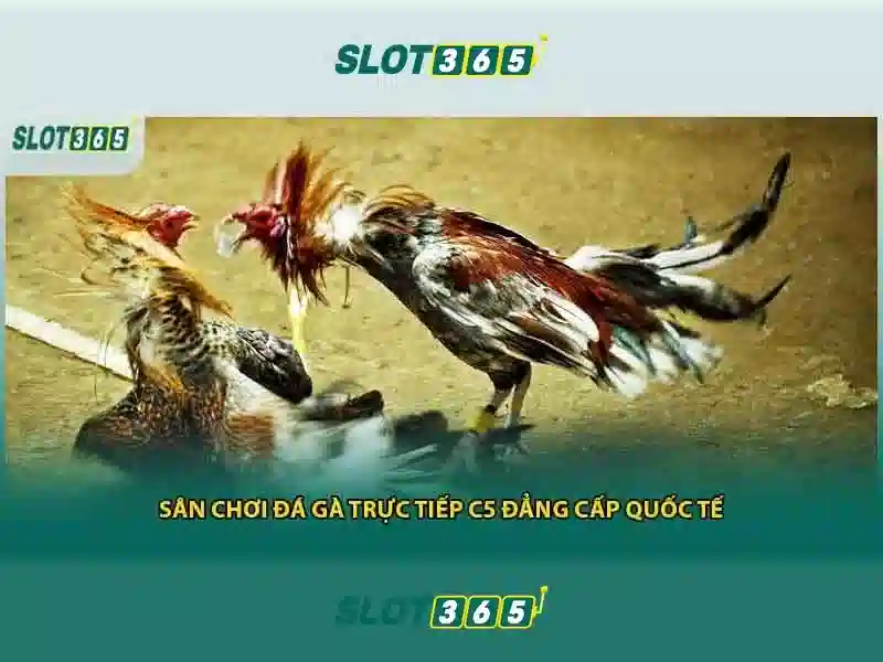 Giao diện người dùng và trải nghiệm